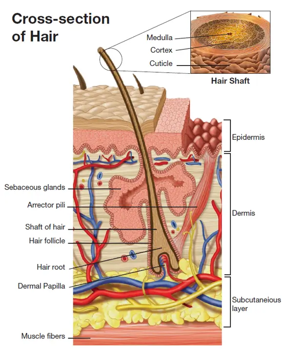 Cross section of hair folicle
